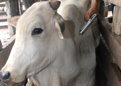 Em Ipueira, 99,09% do rebanho de gado foi vacinado contra a febre aftosa