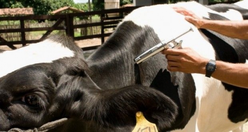 Ipueira vacina 100% do rebanho bovino contra a febre aftosa